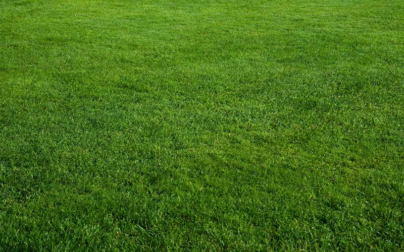 Sod Varieties | South Dallas Turf Farm Inc. | Selma, AL