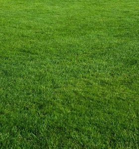 Zeon Zoysia Sod | Birmingham, AL | South Dallas Turf Farm